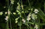 Balkan catchfly